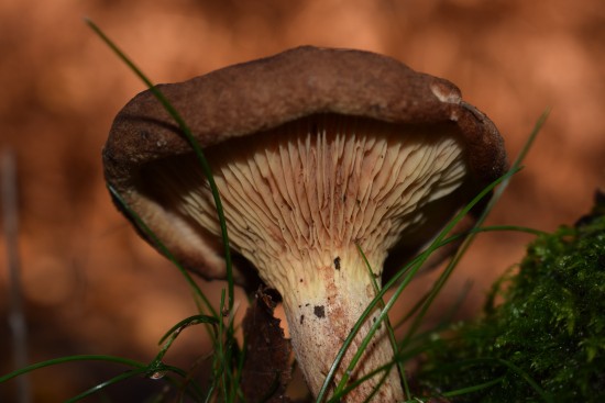 paddenstoel boswandeling
