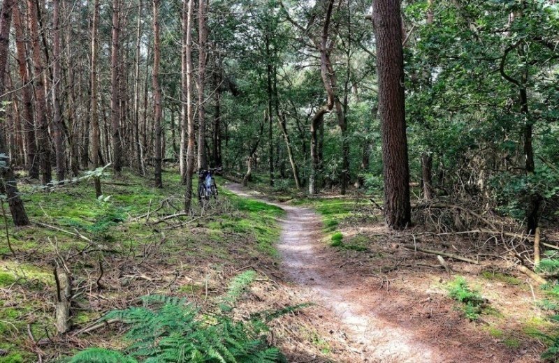 MTB-singletrack in het bos